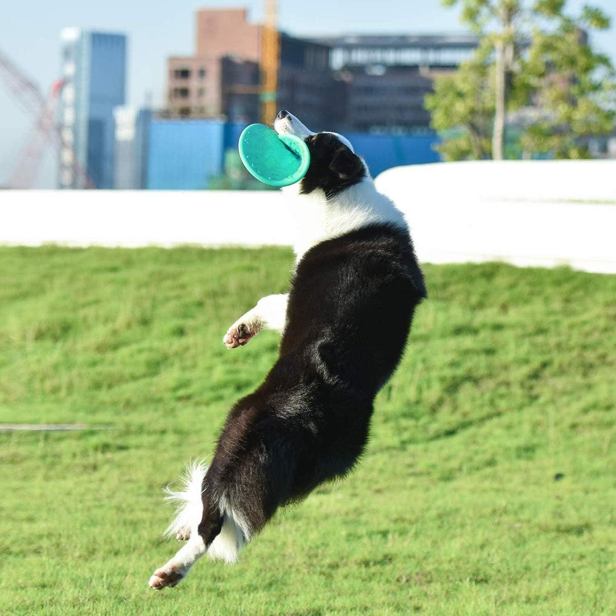 Perfect Frisbee Disc Toy for Dogs