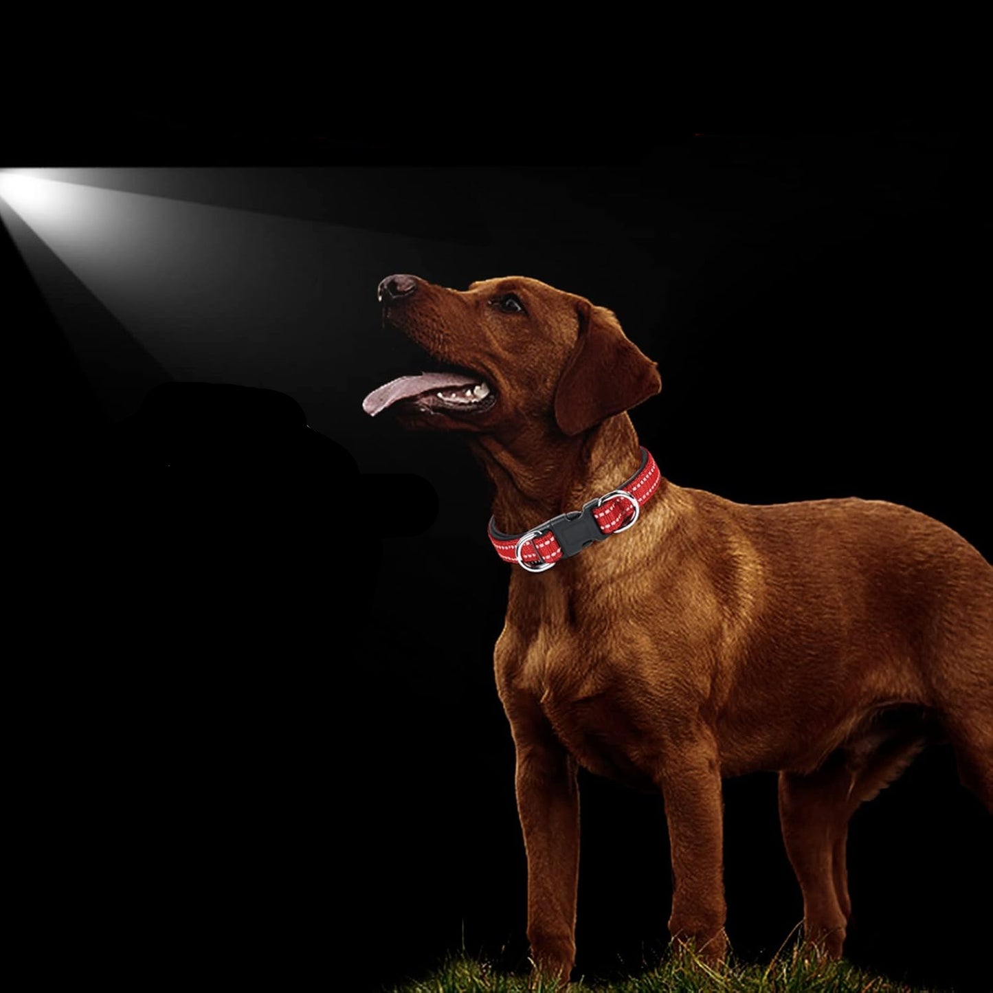 Reflective Nylon Pet Collar
