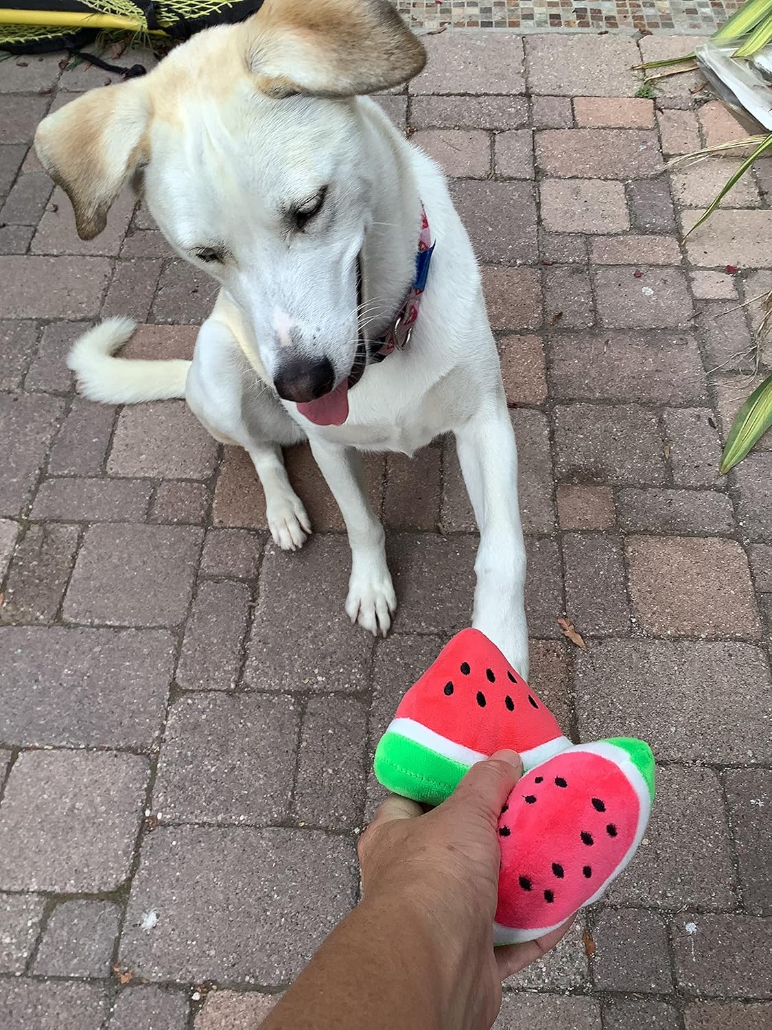 Watermelon Plush Shape Puppy Pet Chew Toy