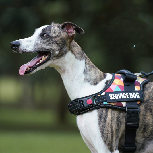 Night Reflective Pet Harness