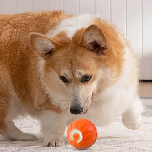 USB Rechargeable Pet Bouncing Ball Toy